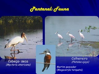 Pantanal: animais ameaçados
Tamanduá-mirim

(Tamandua tetradactyla)

Tamanduá-bandeira

(Myrmecophaga
tridactyla)

 