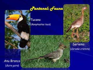 Pantanal: animais ameaçados
Anodorhynchus
hyacinthinus: foi muito
comercializada devido
sua beleza e tamanho.
• Maior psitacídeo do
mundo.
• Ainda comércio
clandestino para
xerimbabo.

 