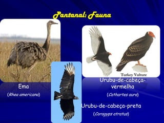 Pantanal: animais ameaçados

Panthera onca chega a pesar 150

quilos, alimentando-se de
aproximadamente 85 espécies de
animais que vivem na região.
Panthera onca teve sua área de
distribuição bastante reduzida,
porém ainda é possível encontrar
populações vigorosas em algumas
sub-regiões do Pantanal.

 