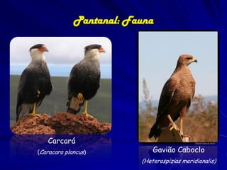 Pantanal: animais ameaçados
Pteronura brasiliensis:
• Foi muito perseguida
devido à alta qualidade
de sua pele.
• Devido às leis de
proteção à fauna e
presença de
fiscalização, as
populações dessa
espécie se recuperaram
e atualmente podem ser
vistos grupos de
ariranhas em todo o
Pantanal.

 