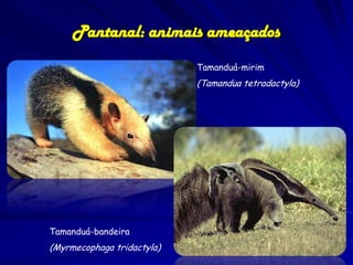 O PANTANAL – ameaças
Pecuária – planície

Substituição por pastagens e queimadas

 