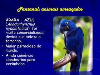 O PANTANAL – ameaças
Desmatamento

Ampliação de áreas para diferentes finalidades

63%

17%

 