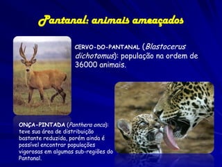 O PANTANAL – ameaças
Atropelhamentos

 