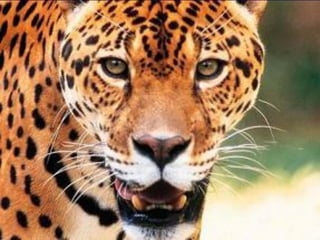 O PANTANAL – ameaças
Carvoejamento

Impactos ambientais e sociais

 