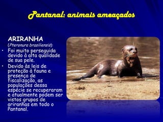 O PANTANAL – ameaças
Projetos de desenvolvimento

Hidrovia, IIRSA, pólo de Corumbá, hidrelétricas

IIRSA

 
