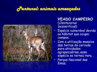 O PANTANAL – ameaças

Caça e Comercio
Houve uma redução de muitas espécies
que antes eram abundantes: A onça
pintada que por seu (suposto) ataque
ao gado sempre foi muito perseguida
pelo homem. Os jacarés, cuja
diminuição causa o aumento
descontrolado das populações de
piranha. As aves para serem
comercializadas no Brasil ou no
exterior, além de outros animais.

 