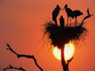 Pantanal: Conclusão
O Pantanal é um ambiente complexo, formado por
diferentes formações vegetais, que juntas abrigam
inúmeras espécies da fauna brasileira; porém, boa
parte dela encontra-se já reduzida e ameaçada por
atividades como a caça, o desmatamento, a pesca e
diversas outras de interesse humano.
Se o homem não se conscientizar do desequilíbrio
que causa ao ambiente pantaneiro, a situação pode se
tornar irreversível. As leis ambientais devem ser mais
rígidas e o governo precisa criar mais áreas de
preservação, que sejam significativas dentro do
Pantanal, uma vez que hoje elas preservam muito
pouco desse bioma brasileiro.

 