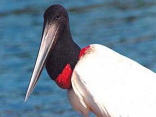 Referências Bibliográficas


Almeida, F. F. M.; Lima, M. A. Planalto Centro-Ocidental e Pantanal MatoGrossense. Rio de Janeiro: Conselho Nacional de Geografia, 1959. 159 p.

•

Assis, C; ilustrações Paulo Ferreira, Ricardo José Nogueira da Silva,
Rigoberto de Rosário Jr.; Pantanal; São Paulo : FTD, Coleção nossas
plantas;1994.

•

Mauro, R. de A. Estudos faunísticos na Embrapa Pantanal. Archivos de
Zootecnia da Universidade de Córdoba, Córdoba (España), v. 51, n. 193-194,
p. 175-185, 2002. Disponível em:
<http://www.uco.es/organiza/servicios/publica/az/articulos/2002/19394/p
df/20mauro.pdf>

•

Pantanal. Ministério do Meio Ambiente, 2006. Disponível em:
<http://www.mma.gov.br>. Acesso em: 10 out. 2006.



Silva, J. S. V.; Abdon, M. M. Delimitação do pantanal brasileiro e suas
sub-regiões. Pesquisa Agropecuária Brasileira, 1988. Disponível em: <
http://atlas.sct.embrapa.br>. Acesso em: 08 out. 2006

•

Silva, M. P. et al. Distribuição e quantificação de classes de vegetação do
Pantanal através de levantamento aéreo. São Paulo: Revista Brasileira de
Botânica v.23 n.2, jun. 2000. Disponível em: < http://www.scielo.br>. Acesso
em: 9 out.2006.

 