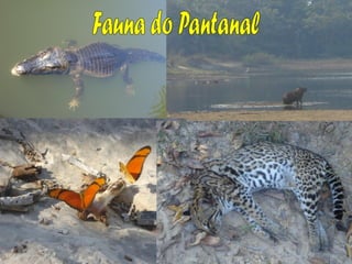Pantanal: Vegetação
A mata de galeria está presente principalmente ao longo do rio
Paraguai, nas sub-regiões do Paraguai (...