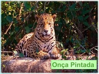 Onça Pintada
 