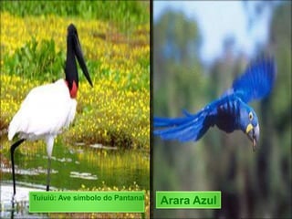 Tuiuiú: Ave símbolo do Pantanal
Arara Azul
 