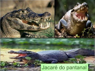Jacaré do pantanal
 