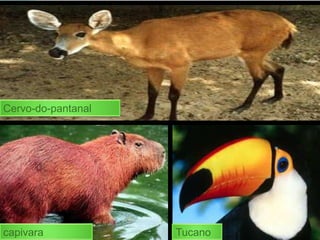 Cervo-do-pantanal
capivara Tucano
 