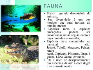  Possui grande diversidade de
animais;
 Sua diversidade é um dos
motivos que atrai turistas do
mundo inteiro;
 Espécies raras e espécies
ameaçadas podem ser
encontradas nessa região como a
onça pintada e a ariranha;
 Espécies mais encontradas no
pantanal são:
Jacaré, Tuiuiú, Macacos, Peixes,
Arara
Azul, Capivara, Pássaros, Onça, I
guana, Lobo Guará, Ariranha;
 Há o risco de desaparecimento
das espécies, devido a caça ilegal
e ao desmatamento;
 