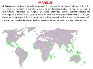 O Manguezal, também chamado de mangal, é um ecossistema costeiro, de transição entre
os ambientes terrestre e marinho, uma zona úmida característica de regiões tropicais e
subtropicais. Associado às margens de baías, enseadas, barras, desembocaduras de
rios, lagunas e reentrâncias costeiras, onde haja encontro de águas de rios com a do mar, ou
diretamente expostos à linha da costa, está sujeito ao regime das marés, sendo dominado
por espécies vegetais típicas, às quais se associam outros componentes vegetais e animai
MANGUE
 