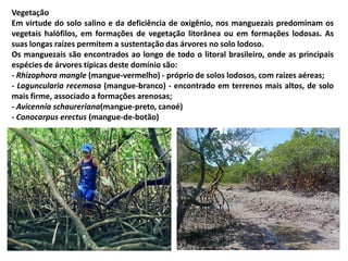 Vegetação
Em virtude do solo salino e da deficiência de oxigênio, nos manguezais predominam os
vegetais halófilos, em formações de vegetação litorânea ou em formações lodosas. As
suas longas raízes permitem a sustentação das árvores no solo lodoso.
Os manguezais são encontrados ao longo de todo o litoral brasileiro, onde as principais
espécies de árvores típicas deste domínio são:
- Rhizophora mangle (mangue-vermelho) - próprio de solos lodosos, com raízes aéreas;
- Laguncularia recemosa (mangue-branco) - encontrado em terrenos mais altos, de solo
mais firme, associado a formações arenosas;
- Avicennia schaureriana(mangue-preto, canoé)
- Conocarpus erectus (mangue-de-botão)
 