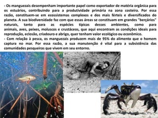 - Os manguezais desempenham importante papel como exportador de matéria orgânica para
os estuários, contribuindo para a produtividade primária na zona costeira. Por essa
razão, constituem-se em ecossistemas complexos e dos mais férteis e diversificados do
planeta. A sua biodiversidade faz com que essas áreas se constituam em grandes "berçários"
naturais, tanto para as espécies típicas desses ambientes, como para
animais, aves, peixes, moluscos e crustáceos, que aqui encontram as condições ideais para
reprodução, eclosão, criadouro e abrigo, quer tenham valor ecológico ou econômico.
- Com relação à pesca, os manguezais produzem mais de 95% do alimento que o homem
captura no mar. Por essa razão, a sua manutenção é vital para a subsistência das
comunidades pesqueiras que vivem em seu entorno.
 