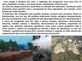 - Com relação à dinâmica dos solos, a vegetação dos manguezais serve para fixar os
solos, impedindo a erosão e, ao mesmo tempo, estabilizando a linha de costa.
-As raízes do mangue funcionam como filtros na retenção dos sedimentos. Constituem ainda
importante banco genético para a recuperação de áreas degradadas, por exemplo, como
aquelas por metais pesados.
-A destruiçao dos manguezais gera grandes prejuízos, inclusive para economia, direta ou
indiretamente, uma vez que são perdidas importantes frações ecológicas desempenhadas
por esses ecossistemas. Entre os problemas mais observados destacam-se o desmatamento e
o aterro de manguezais para dar lugar a portos, estradas, agricultura, carcinocultura
estuarina, invasões urbanas e industriais, derramamento de petróleo, lançamento de
esgotos, lixo, poluentes industriais, agrotóxicos, assim como a pesca predatória, onde é
muito comum a captura do caranguejo-ucá durante a época de reproducão, ou seja nas
"andadas", quando torna-se presa fácil. É preciso conhecer e respeitar os ciclos naturais dos
maguezais para que o uso sustentado de seus recursos seja possível
 