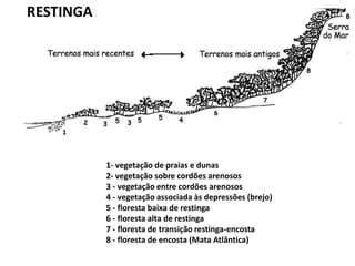 1- vegetação de praias e dunas
2- vegetação sobre cordões arenosos
3 - vegetação entre cordões arenosos
4 - vegetação associada às depressões (brejo)
5 - floresta baixa de restinga
6 - floresta alta de restinga
7 - floresta de transição restinga-encosta
8 - floresta de encosta (Mata Atlântica)
RESTINGA
 