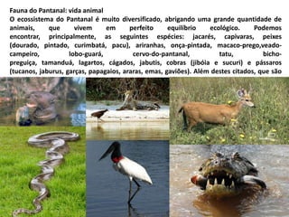 Fauna do Pantanal: vida animal
O ecossistema do Pantanal é muito diversificado, abrigando uma grande quantidade de
animais, que vivem em perfeito equilíbrio ecológico. Podemos
encontrar, principalmente, as seguintes espécies: jacarés, capivaras, peixes
(dourado, pintado, curimbatá, pacu), ariranhas, onça-pintada, macaco-prego,veado-
campeiro, lobo-guará, cervo-do-pantanal, tatu, bicho-
preguiça, tamanduá, lagartos, cágados, jabutis, cobras (jibóia e sucuri) e pássaros
(tucanos, jaburus, garças, papagaios, araras, emas, gaviões). Além destes citados, que são
os mais conhecidos, vivem no Pantanal muitas outras espécies de animais.
 