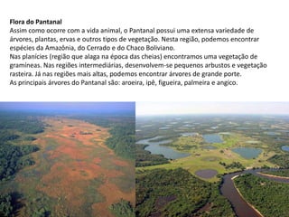 Flora do Pantanal
Assim como ocorre com a vida animal, o Pantanal possui uma extensa variedade de
árvores, plantas, ervas e outros tipos de vegetação. Nesta região, podemos encontrar
espécies da Amazônia, do Cerrado e do Chaco Boliviano.
Nas planícies (região que alaga na época das cheias) encontramos uma vegetação de
gramíneas. Nas regiões intermediárias, desenvolvem-se pequenos arbustos e vegetação
rasteira. Já nas regiões mais altas, podemos encontrar árvores de grande porte.
As principais árvores do Pantanal são: aroeira, ipê, figueira, palmeira e angico.
 