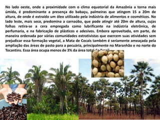 No lado oeste, onde a proximidade com o clima equatorial da Amazônia a torna mais
úmida, é predominante a presença do babaçu, palmeiras que atingem 15 a 20m de
altura, de onde é extraído um óleo utilizado pela indústria de alimentos e cosméticos. No
lado leste, mais seco, predomina a carnaúba, que pode atingir até 20m de altura, cujas
folhas retira-se a cera empregada como lubrificante na indústria eletrônica, de
perfumaria, e na fabricação de plásticos e adesivos. Embora aproveitada, em parte, de
maneira ordenada por várias comunidades extrativistas que exercem suas atividades sem
prejudicar essa formação vegetal, a Mata de Cocais também é seriamente ameaçada pela
ampliação das áreas de pasto para a pecuária, principalmente no Maranhão e no norte do
Tocantins. Essa área ocupa menos de 3% da área total do Brasil
 