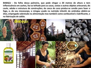 BABAÇU - Da folha dessa palmeira, que pode chegar a 20 metros de altura e tem
inflorescência em cachos, faz-se telhado para as casas, cestas e outros objetos artesanais; do
caule, adubo e estrutura de construções; da casca do coco produz-se carvão para fazer o
fogo, e, do seu mesocarpo, o mingau usado na nutrição infantil; da amêndoa obtêm-se
óleo, empregado sobretudo na alimentação mas também como combustível e lubrificante, e
na fabricação de sabão.
 