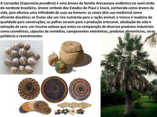 A Carnaúba (Copernicia prunifera) é uma árvore da família Arecacease endêmica no semi-árido
do nordeste brasileiro, árvore símbolo dos Estados do Piauí e Ceará, conhecida como árvore da
vida, pois oferece uma infinidade de usos ao homem: as raízes têm uso medicinal como
eficiente diurético; os frutos são um rico nutriente para a ração animal; o tronco é madeira de
qualidade para construções; as palhas servem para a produção artesanal, adubação do solo e
extração de cera, um insumo valioso que entra na composição de diversos produtos industriais
como cosméticos, cápsulas de remédios, componentes eletrônicos, produtos alimentícios, ceras
polidoras e revestimentos
 