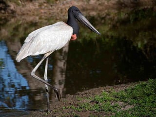 courtesy of Thommy’s

 