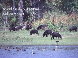 Queixadas (porco
selvagem)
 