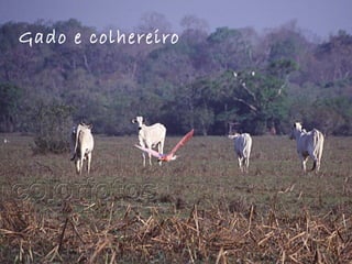 Gado e colhereiro
 