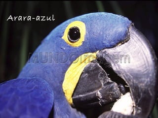 Arara-azul 
 