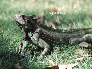 Iguana  
 