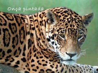Onça pintada
 