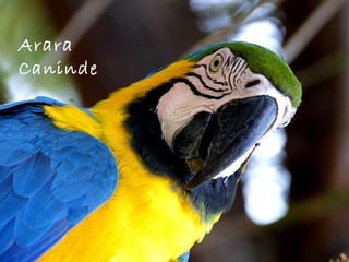 Arara
Caninde
 
