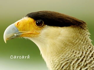Carcará
 