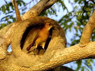 João-de-Barro
 