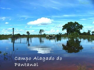 Campo Alagado do
Pantanal
 