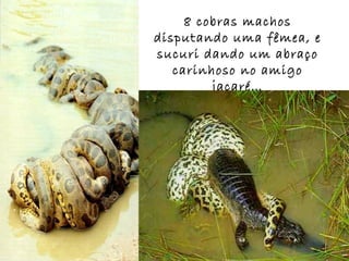 8 cobras machos
disputando uma fêmea, e
sucuri dando um abraço
carinhoso no amigo
jacaré…
 