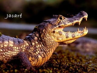 Jacaré  
 