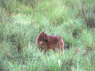 Lobinho
(raposa) 
 