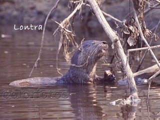 Lontra  
 