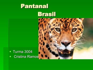 Pantanal    Brasil  ,[object Object],[object Object]