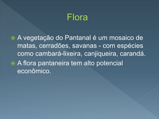  A vegetação do Pantanal é um mosaico de
matas, cerradões, savanas - com espécies
como cambará-lixeira, canjiqueira, carandá.
 A flora pantaneira tem alto potencial
econômico.
 