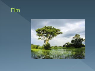 Pantanal  djennifer%2c aline e luana