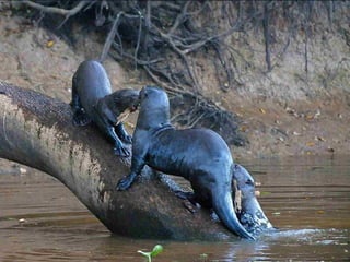 Pantanal-Mato Grosso-Brasil
