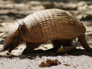 Pantanal-Mato Grosso-Brasil