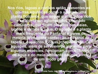 Nos rios, lagoas e corixos estão presentes as plantas aquáticas como o aguapé, uma planta flutuante, que segue o curso dos rios e se ajunta em aglomerados chamado camalotes, que ficam parados nas baías, lagoas e cursos d'água. O aguapé é a planta mais freqüente do Pantanal e serve de matéria-prima para confecção artesanal de tapetes, capachos, bolsas, chapéus, etc. Os aguapés, além de servirem de alimento para algumas espécies, funcionam como "filtros" de água e do meio ambiente em que vivem de um modo geral.   Fonte Texto: http://www.pantanalms.tur.br/flora2.htm 