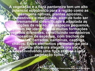 A vegetação e a flora pantaneira tem um alto potencial econômico para a região como as pastagens nativas, plantas apícolas, comestíveis e medicinais, além de tudo ser extremamente diversificada e adaptada as condições da região. Em espaços pequenos, podem ser identificadas muitas formações vegetais diferentes, constituindo verdadeiros mosaicos de espécies, com trechos de florestas, cerrados, campinas, caatinga, chacos. Estes elementos permeiam-se pela planície afora ora alagada ora seca, desenvolvendo uma flora exótica e uma vegetação típica.  Fonte Texto: http://www.pantanalms.tur.br/flora2.htm 