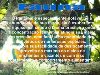 O Pantanal é especialmente notável pela abundância de sua fauna, ela é exuberante e riquíssima, sendo o bioma brasileiro onde a concentração faunística atingiu sua maior expressão, com fantástica quantidade de indivíduos de numerosas espécies.   Devido a sua facilidade de deslocamento, aproveita ao máximo os ciclos de enchentes e vazantes e com isso determinam o comportamento alimentar e reprodutivo. Fauna Fonte: http://www.pantanalms.tur.br/flora2.htm 